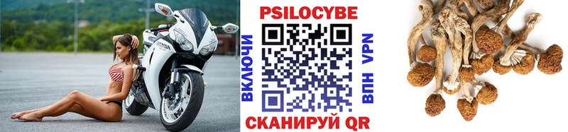 Галлюциногенные грибы Psilocybe  ОМГ ОМГ вход  Ставрополь 